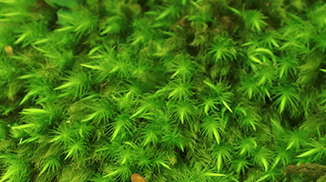 Hinokigoke