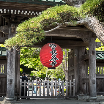 «Hasedera» «Hasedera»